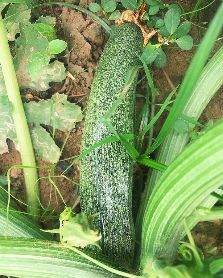 Organic Vegetables in Gurugram